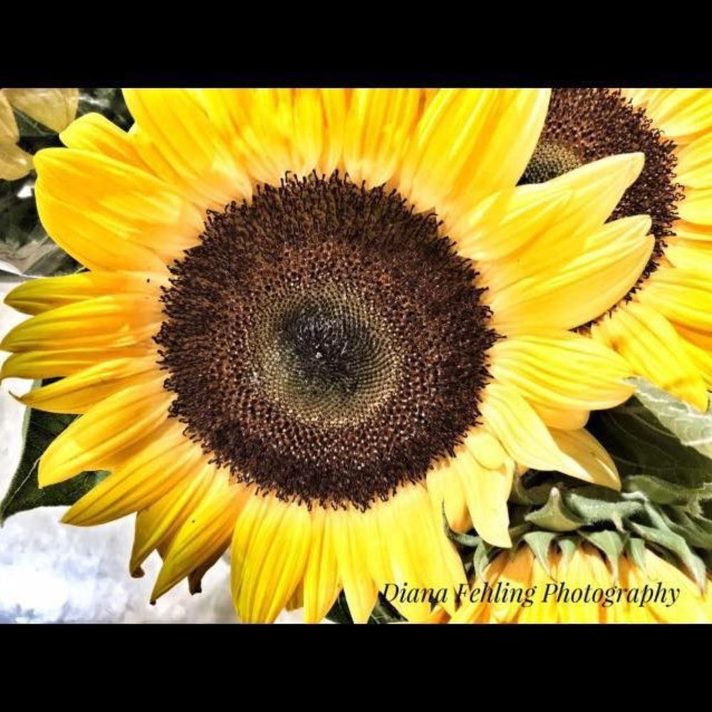 Meet your Posher, Gina